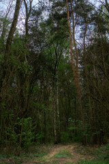 Entrance to a mysterious forest