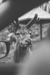 Cerf avec cornes