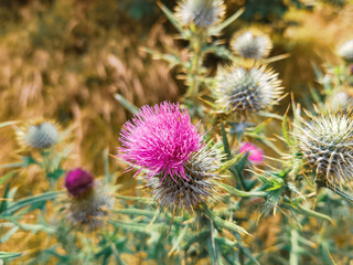 Scottish Summer Thistle