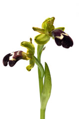 Lateral view of two Omega Ophrys flowers over white - Ophrys omegaifera subsp. dyris