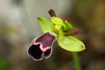 Perspective of a single Omega Ophrys flower - Ophrys dyris