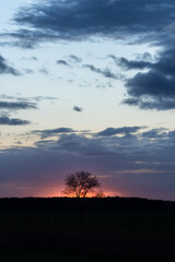 Spring sunset on the background of the forest and the lonely tree