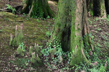 Fototapeta premium ラクウショウ 呼吸根