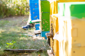 Hives in an apiary with bees flying to the landing boards in a green garden