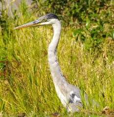 Natureza, animais, pássaros, gato, pato, beija-flor, formigas