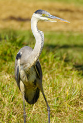 Natureza, animais, pássaros, gato, pato, beija-flor, formigas