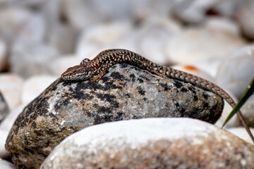 Un lézard sur une pierre