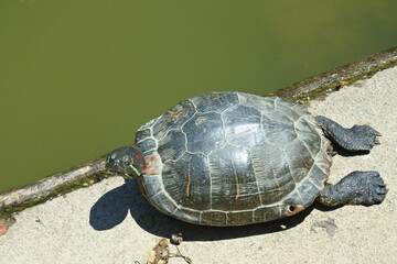 Turtle is stretching its hind legs out and enjoy suning on the ground.