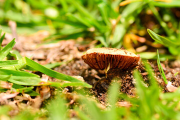 Fungi on the forest floor