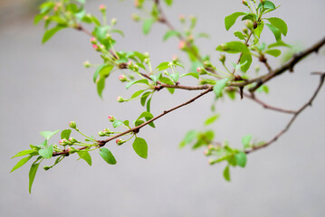 Siberian apple tree, Pallas apple tree, Berry apple tree, Malus baccata, apple tree flowers