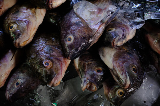 Pescados en venta, pescaderia y comercio de alimentos.
