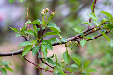 Siberian apple tree, Pallas apple tree, Berry apple tree, Malus baccata, apple tree flowers, beautiful flowers, spring, Far East, plant, botany, flower, bud, pink flower, red flower, closeup