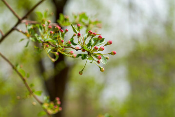 Obraz premium Siberian apple tree, Pallas apple tree, Berry apple tree, Malus baccata, apple tree flowers, spring, Russia, Far East, plant, tree, flower, pink flower, red flower, closeup