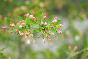 Siberian apple tree, Pallas apple tree, Berry apple tree, Malus baccata, apple tree flowers, spring, Russia, plant, flower, pink flower, red flower, closeup