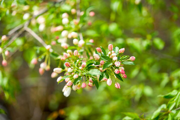 Siberian apple tree, Pallas apple tree, Berry apple tree, Malus baccata, early spring, apple tree flowers, spring, Russia, plant, flower, pink flower, red flower