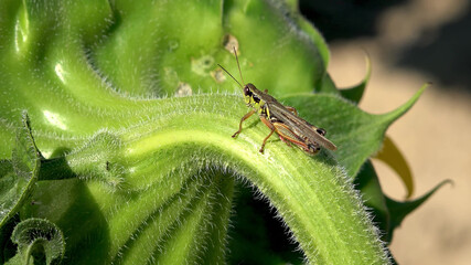 A grasshopper sitting on a sunflower