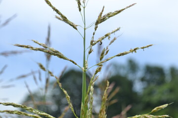dry grass in the wind