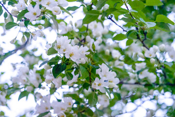 
Apple-tree Berry, Apple-tree of Pallas, Apple-tree of Siberia, Malus baccata, Flowers of apple-tree, spring, Siberia, Russia, plant, flower, white flower, green leaves