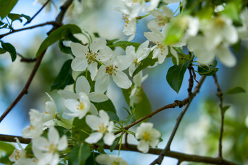 Apple Berry, Apple-tree of Pallas, Siberian apple-tree, Malus baccata, Flowers of apple-tree, spring, Siberia, plant, flower, white flower
