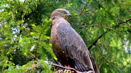 A hawk sitting on a tree branch 2