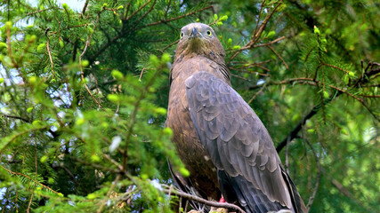 A hawk sitting on a tree branch