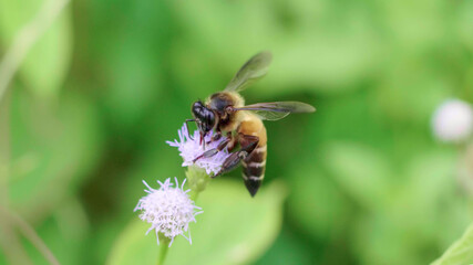 A bee pollinating a flower