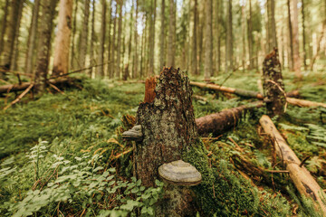 A tree in a forest