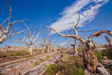 Abandoned town. City abandoned by a flood, in Epecuen ghost town. Dead trees in the lake with its houses in ruins. Desolate landscape