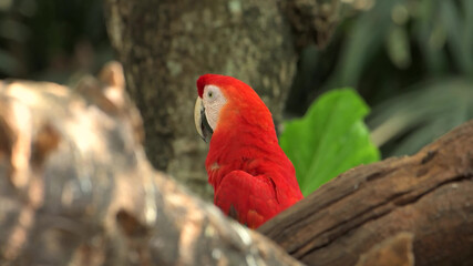 A very lonely red parrot