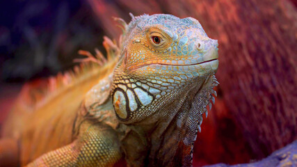 Adult lizard close up