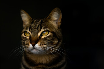 black and white cat