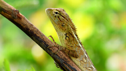 Lizard on a branch close up