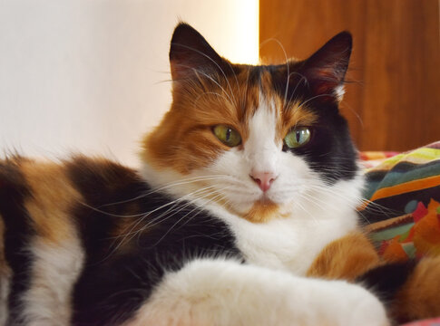 portrait of three colors cat