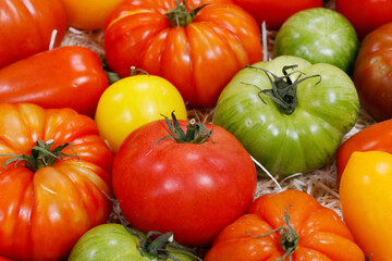heirloom tomatoes also known as heritage tomatoes.