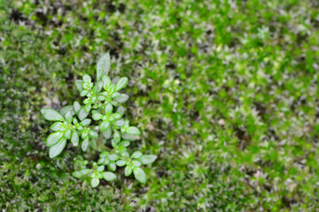 Fototapeta na wymiar Natural green moss 