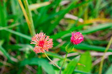 wild strawberry in the garden