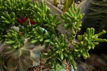 Succulent plants decorative combination. Closeup of a green Crassula ovata Gollum also known as Spoon Jade, with finger shaped leaves, and a gray Graptopetalum paraguayense, known as Ghost plant. 
