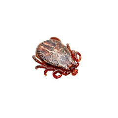 Lyme Disease Infected Tick Insect Isolated on White. Encephalitis Virus or Lyme Borreliosis Disease Infectious Dermacentor Tick Arachnid Parasite Macro.