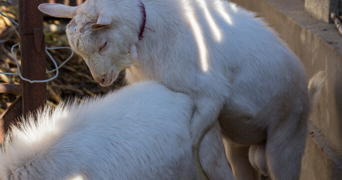 The Saanen, is a Swiss breed of domestic goat. Goat breeding. Love couple. Reproduction season-spring rutting. Courtship and copula in cloven-hoofed animals. The farming of livestock.