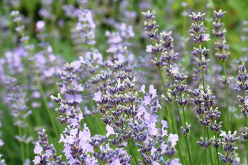 Fototapeta premium Lavender Flower