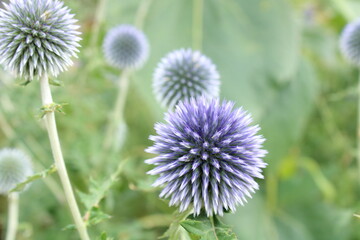 Purple Flower