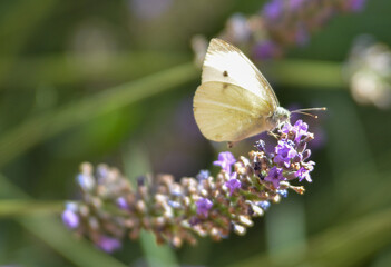 papillon