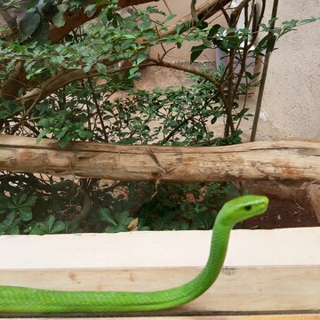 mamba verde