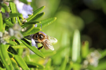 Close-up of honey bee collecting nectar from hebe flower, South Australia © Wattlebird