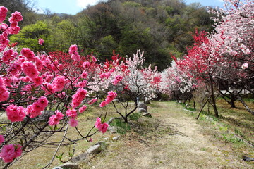 山里の花桃
