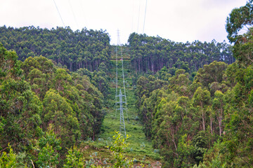 Cables and forest