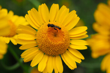 Fly collect pollen from flower. Insect in the season of honey collecting nectar.