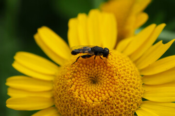 Fly collect pollen from flower. Insect in the season of honey collecting nectar.