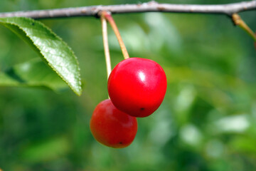 Cherry berries on a branch close. Season of gathering the fruit of the harvest.