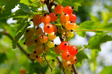 Red currant berries on a branch in the garden. The season of collecting the farmer's berry crop.